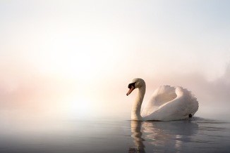 LCDDLPLEDĻȽ